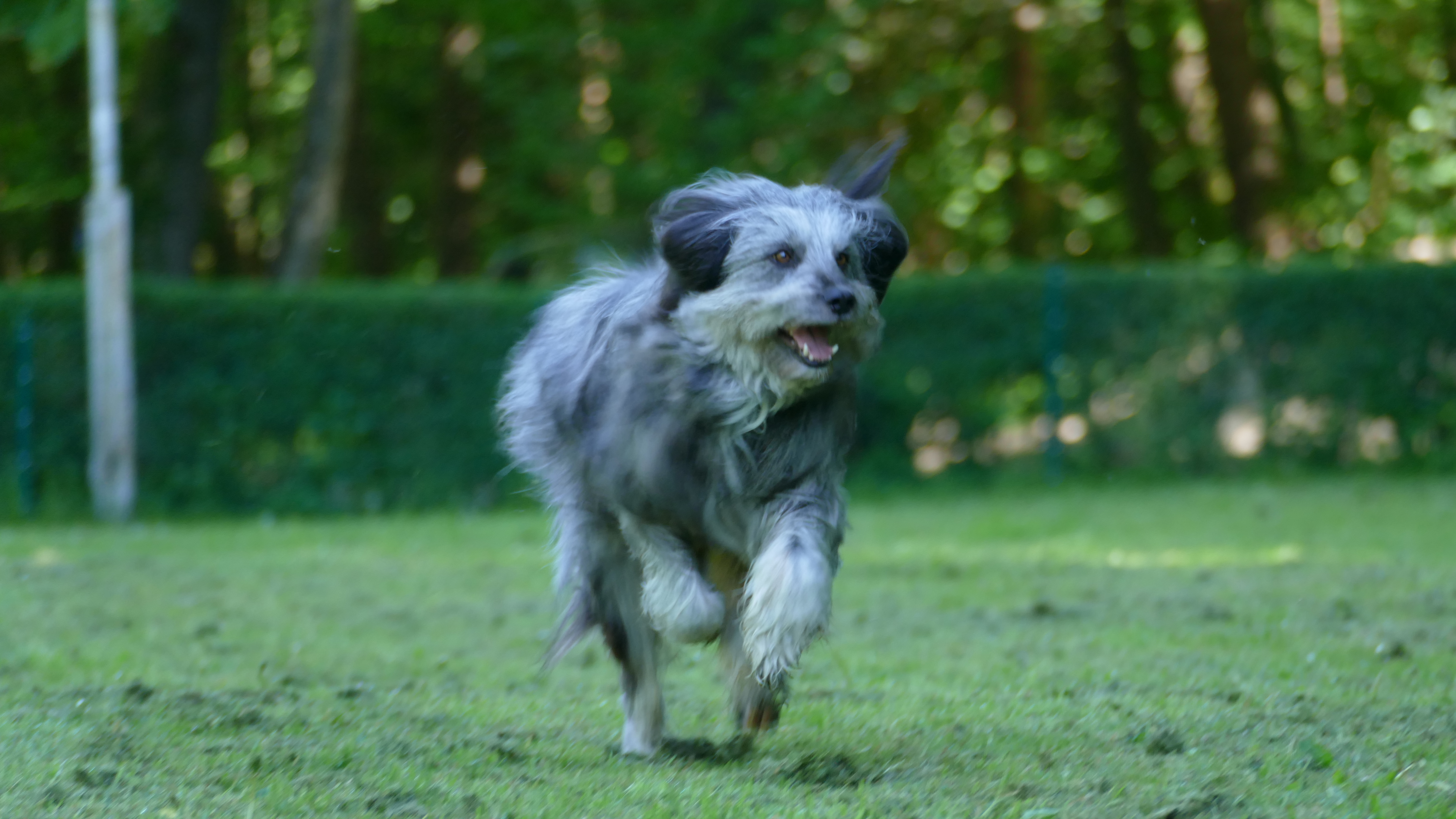 Rally Obedience